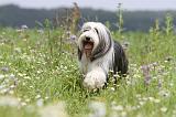 BEARDED COLLIE 064